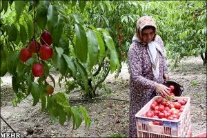 سبد میوه