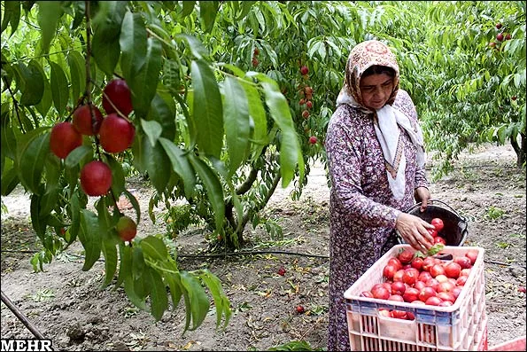 سبد میوه